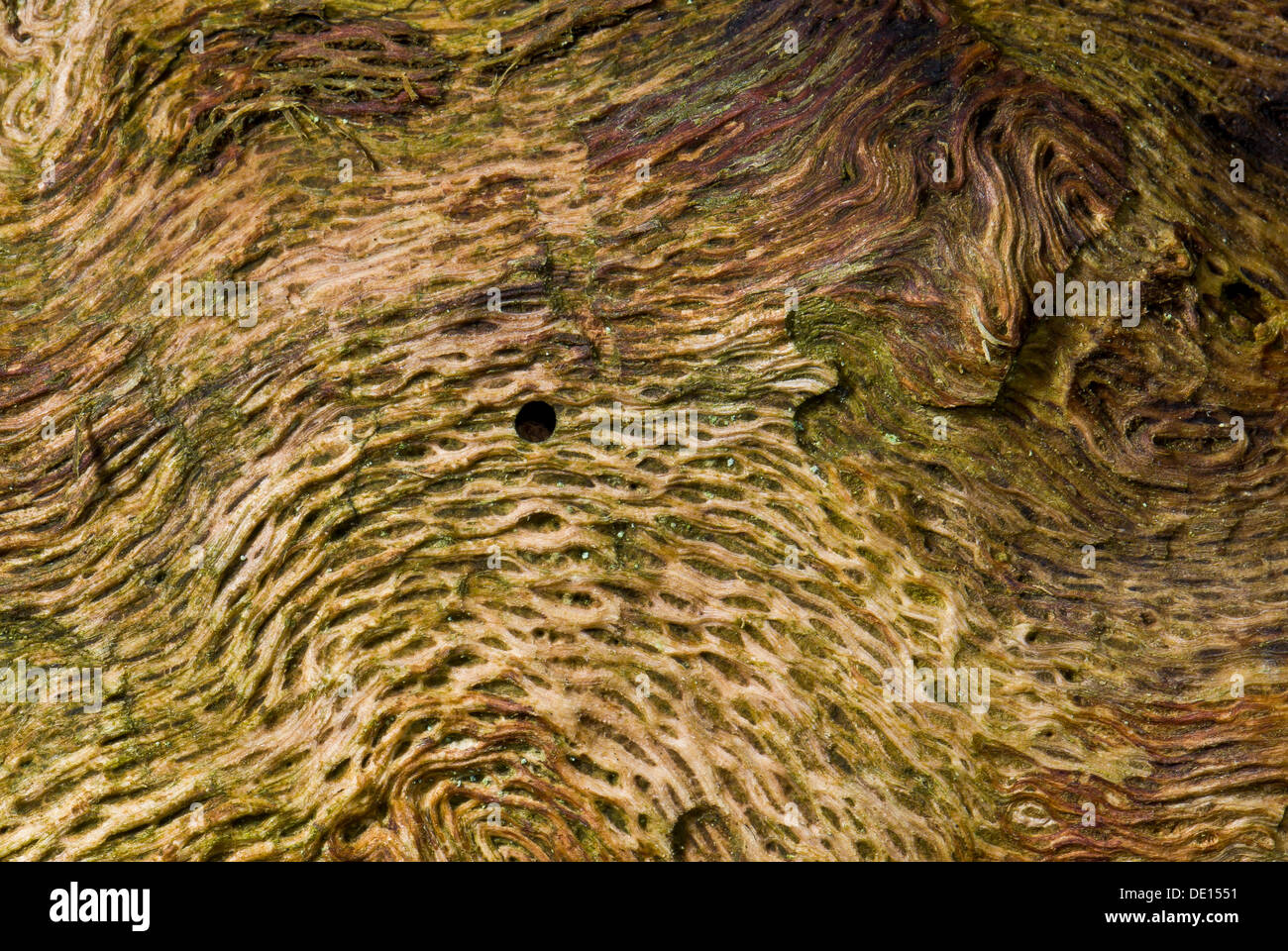 Root wood of an old oak tree (Quercus), detailed view, Moenchbruch nature reserve, Hesse Stock Photo
