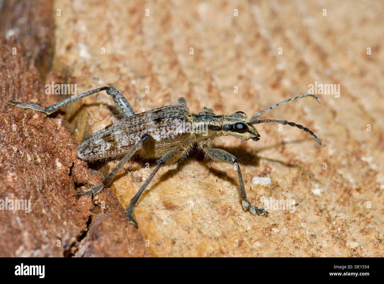 Ribbed pine borer (Rhagium inquisitor), Moenchbruch nature reserve, Hesse Stock Photo