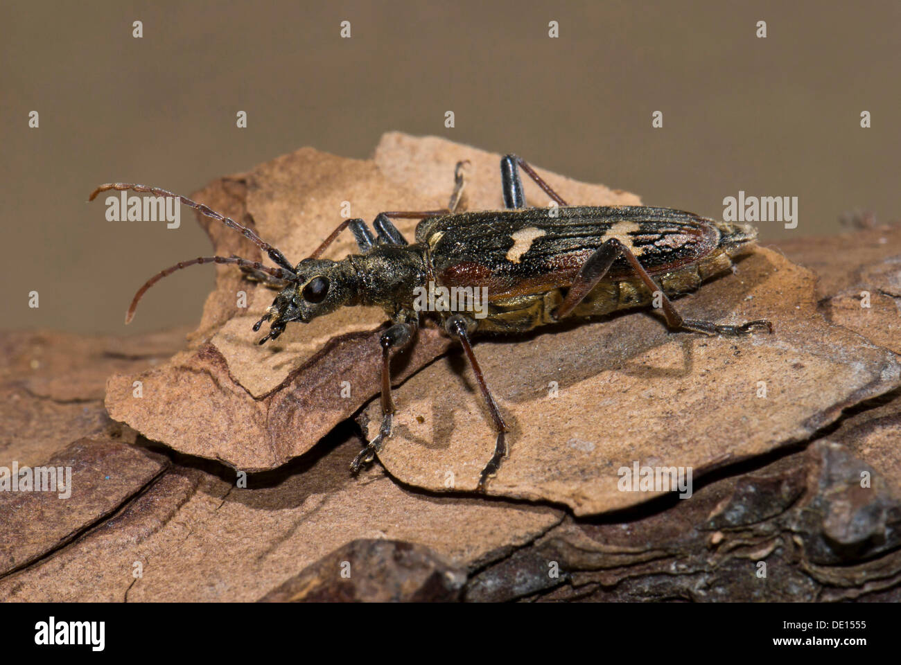 Two-banded longhorn beetle (Rhagium bifasciatum), Moenchbruch nature reserve, Hesse Stock Photo