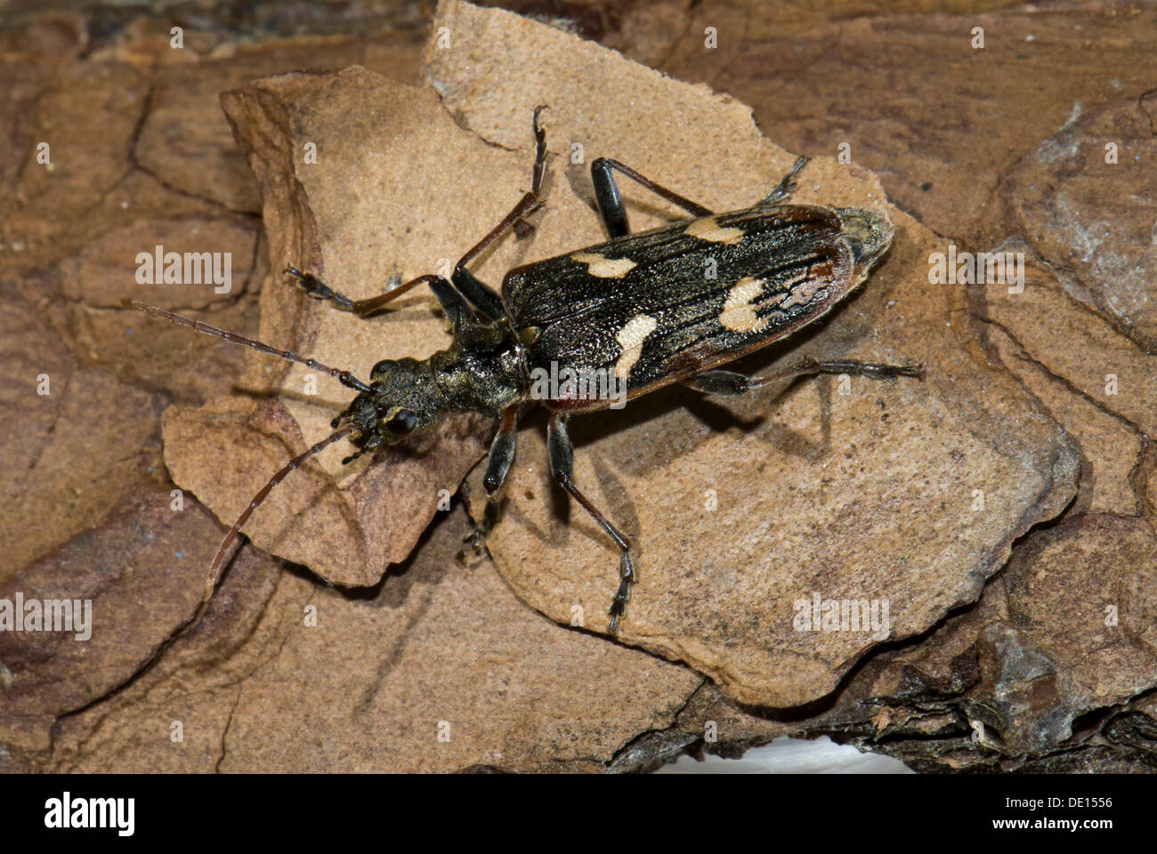 Two-banded longhorn beetle (Rhagium bifasciatum), Moenchbruch nature reserve, Hesse Stock Photo