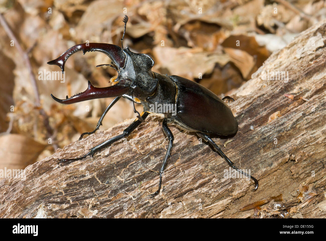 Stag beetle (Lucanus cervus), male in aggressive posture on wood, Dreieichenhain, Hesse Stock Photo
