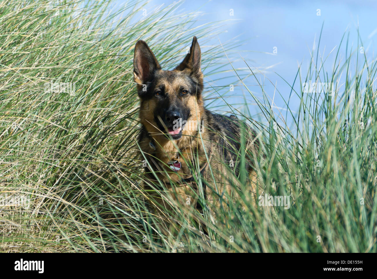 German Shepherd in the dune grass, Henne Beach, West Jutland, Denmark, Europe Stock Photo