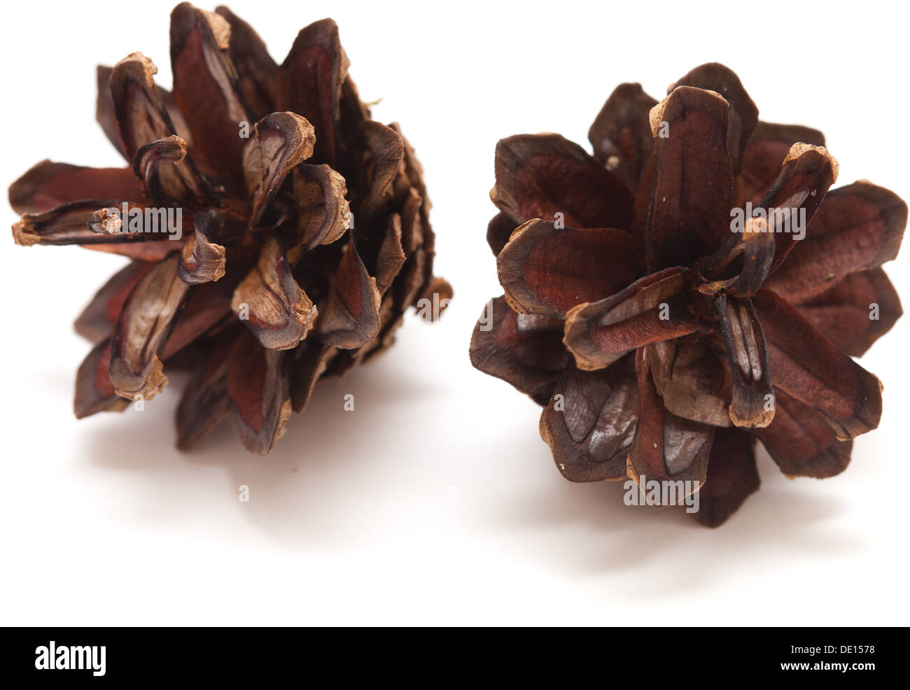 Opened pine cone on hi-res stock photography and images - Alamy