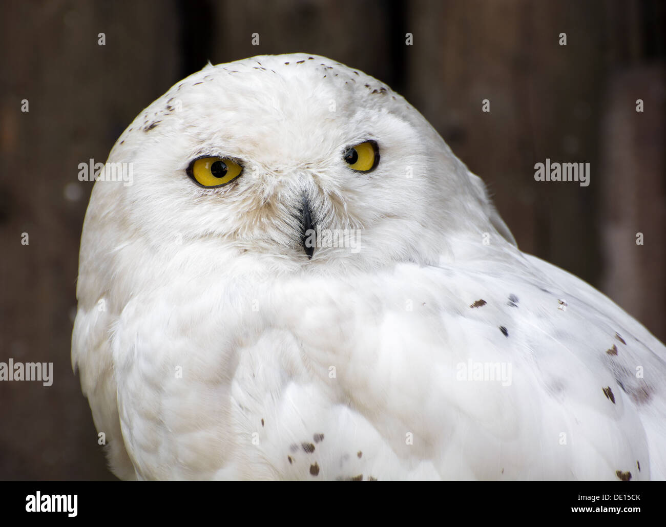 The Snowy Owl (Nyctea scandiaca) (Bubo scandiacus) is a large owl of the typical owl family Strigidae. Stock Photo