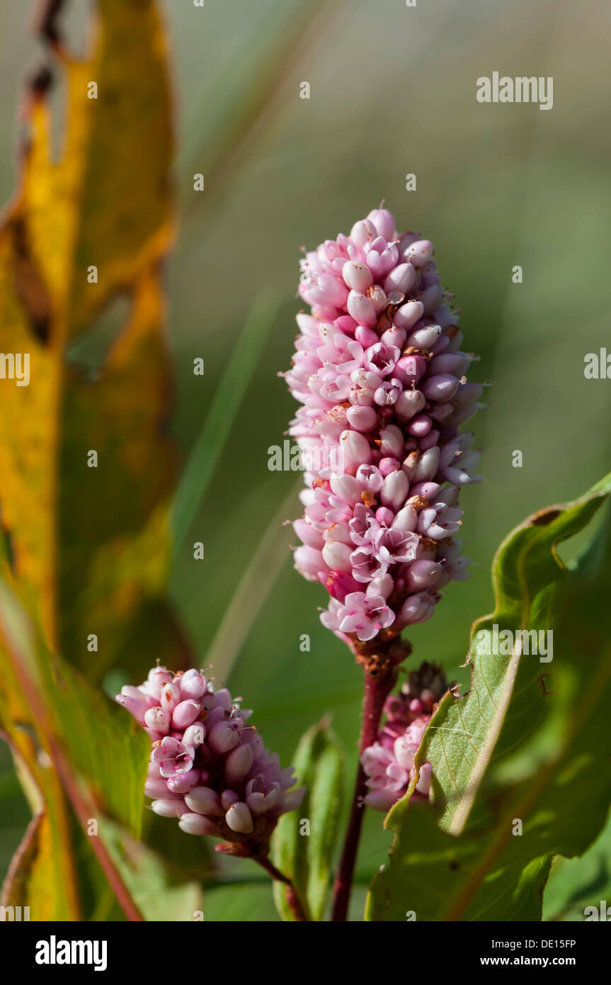 Blooming Water Knotweed, Water Smartweed or Amphibious Bistort (Polygonum amphibium), West Jutland, Denmark, Europe Stock Photo