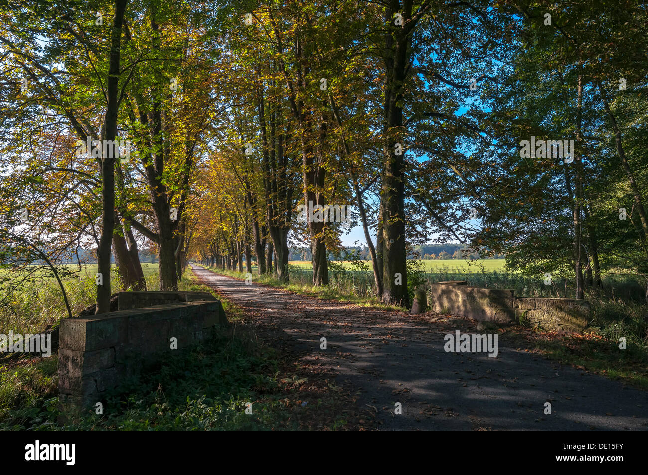 Autumn mood, path lined with horse chestnut trees in Moenchbruch Nature Reserve, near Frankfurt, Hesse Stock Photo