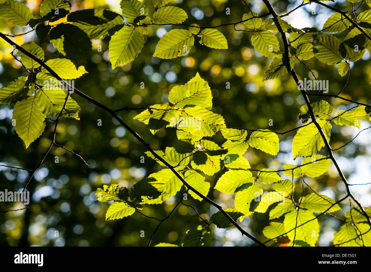 Leaves of a Hornbeam (Carpinus betulus), with backlighting Stock Photo