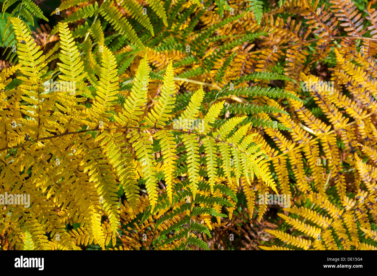 Autumn-coloured Bracken (Pteridium aquilinum) Stock Photo