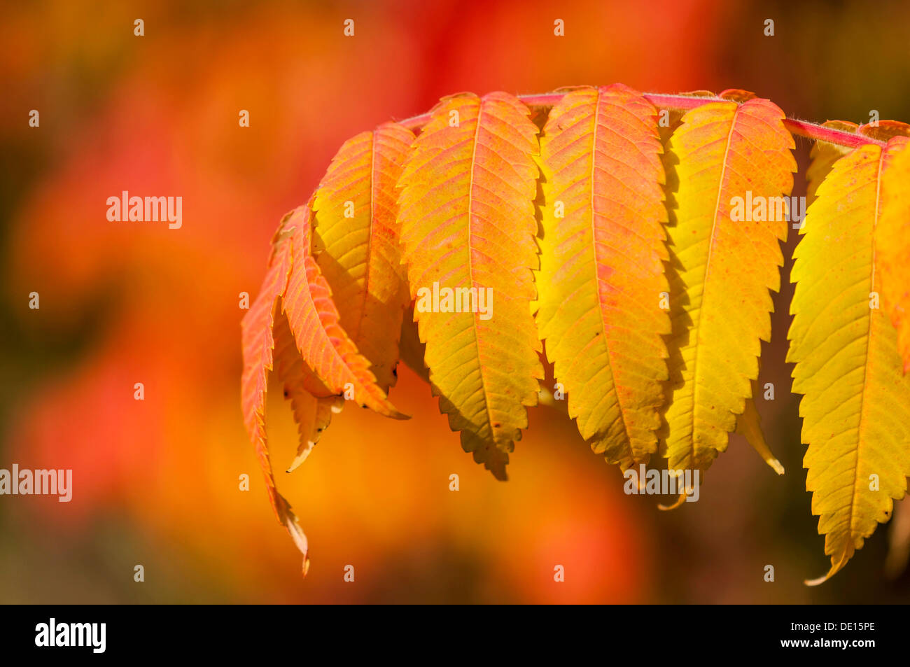 Staghorn Sumac (Rhus typhina), close-up of leaves in autumn colours Stock Photo