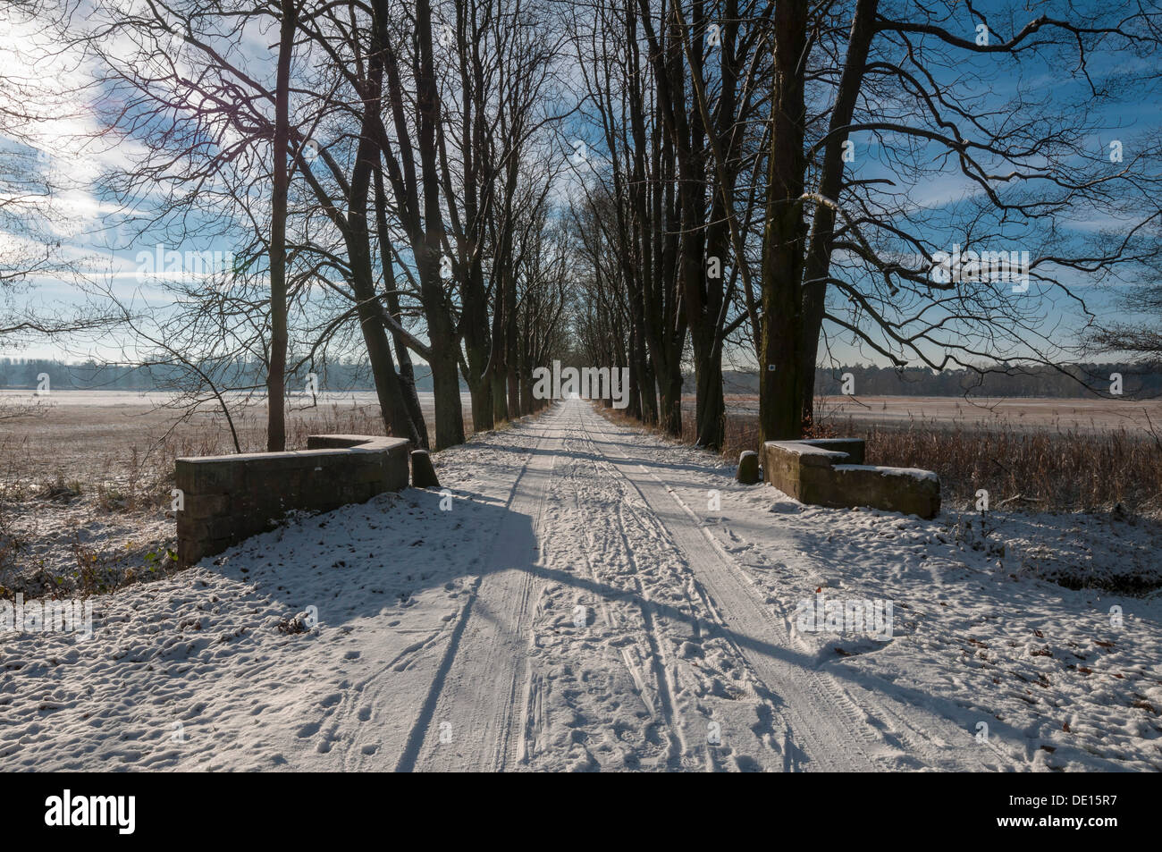 Winter at a horse chestnut avenue in the Moenchbruch nature reserve Stock Photo