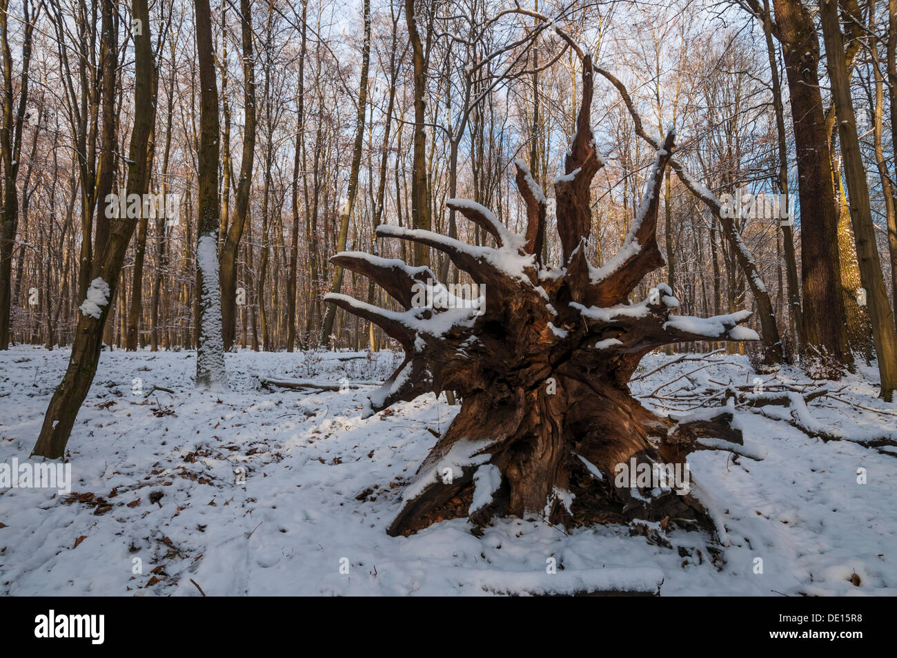 Snowy Tree Roots Roots of a fallen tree in a snowy forest, Moenchbruch nature reserve ...