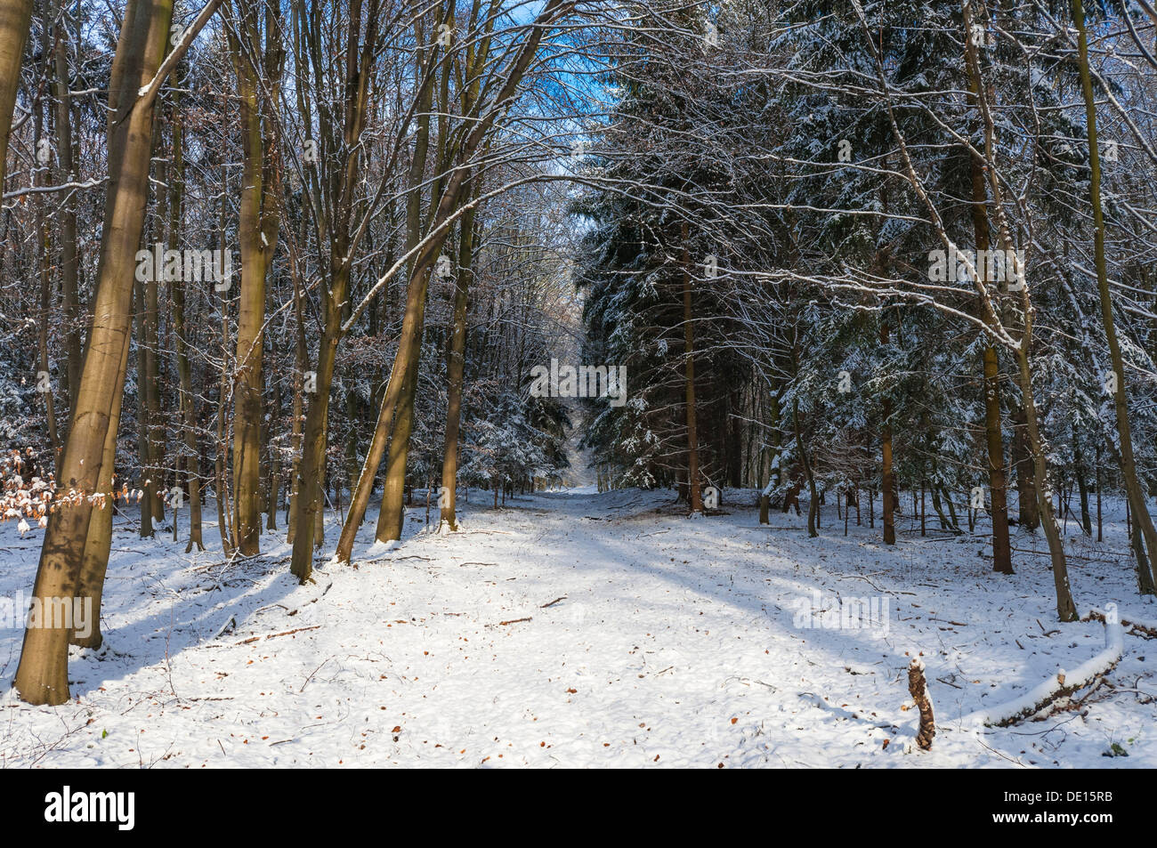 Snow-covered woodland path, Moenchbruch nature reserve, Mönchbruch Nature Reserve, Mörfelden, Hesse, Germany Stock Photo