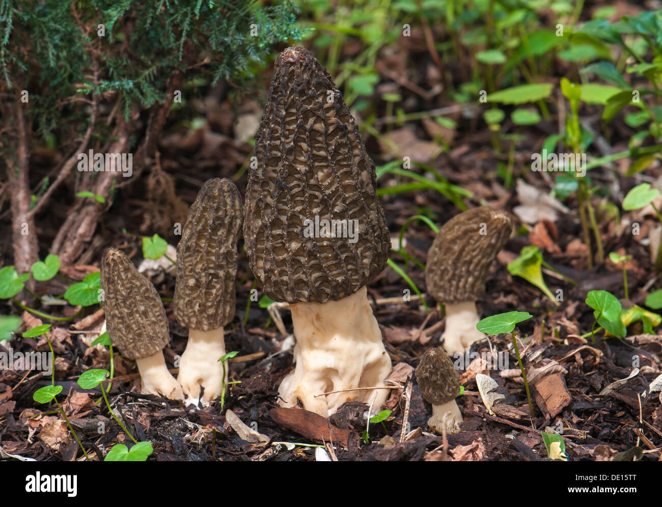 Black Morel (Morchella elata) on bark mulch, fruit bodies, edible mushroom, Frankfurt am Main, Hesse, Germany Stock Photo
