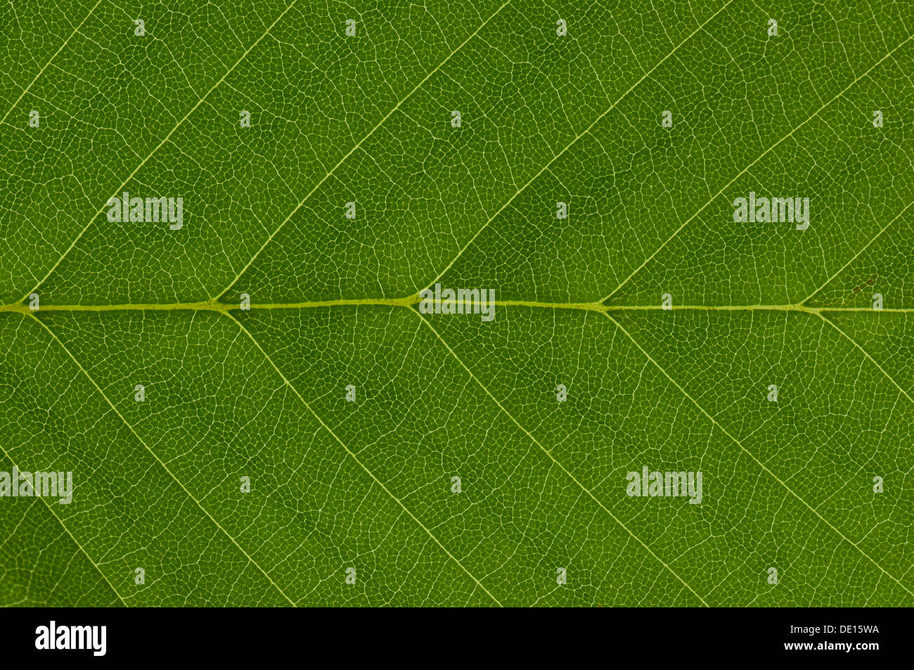 Leaf structure of a Hornbeam (Carpinus betulus) in transmitted light, detail Stock Photo