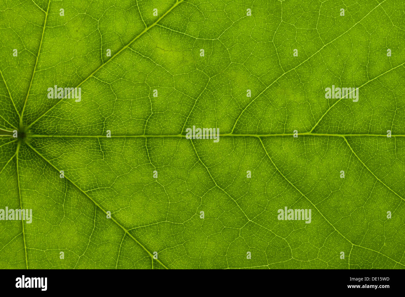 Leaf structure of a Maple (Acer) in transmitted light, detail Stock Photo