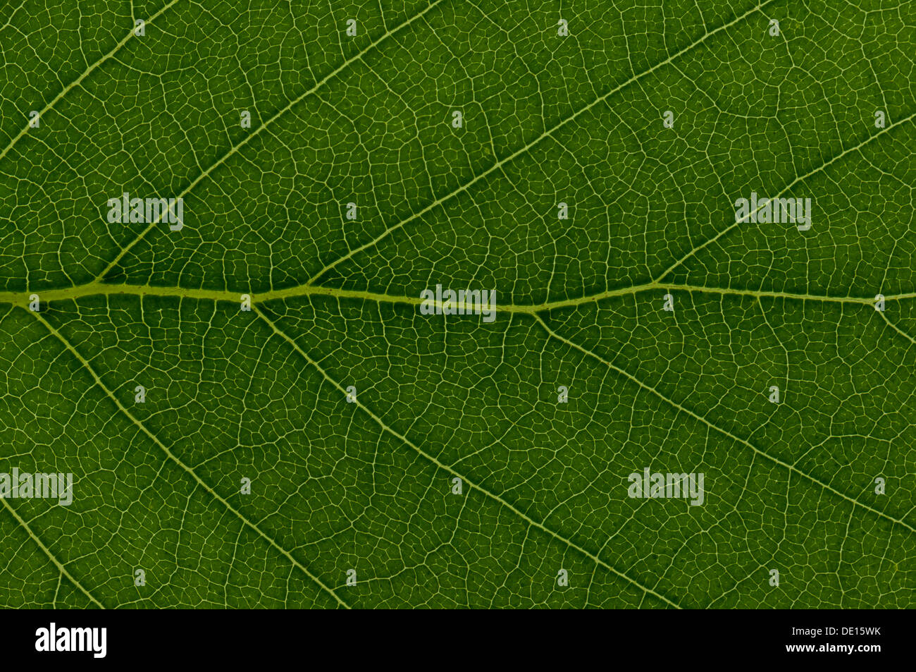 Leaf structure of a Downy Birch (Betula pubescens), detail, Frankfurt am Main, Hesse, Germany Stock Photo