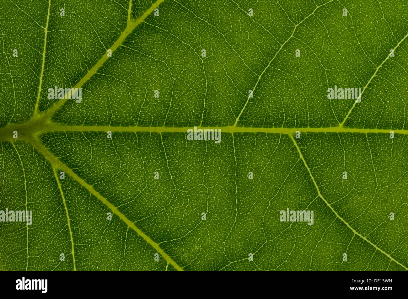 Leaf structure of a London Planetree, or Hybrid Plane (Platanus x acerifolia), detail, Frankfurt am Main, Hesse, Germany Stock Photo