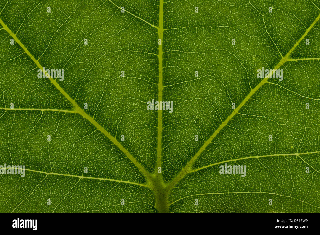 Leaf structure of a London Planetree, or Hybrid Plane (Platanus x acerifolia), detail, Frankfurt am Main, Hesse, Germany Stock Photo