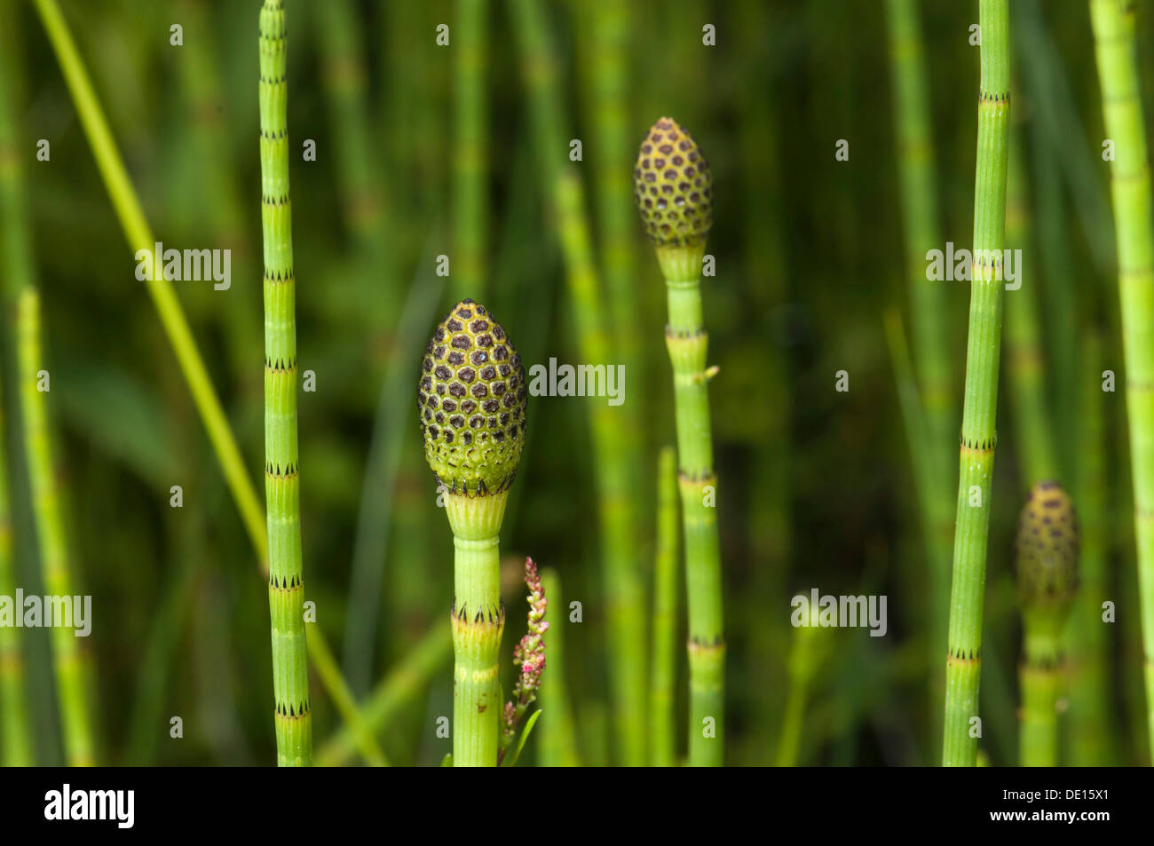 Swamp Horsetail (Equisetum fluviatile), sporangia stems, Schmittroeder Wiesen Nature Reserve, Königstein im Taunus, Hesse Stock Photo