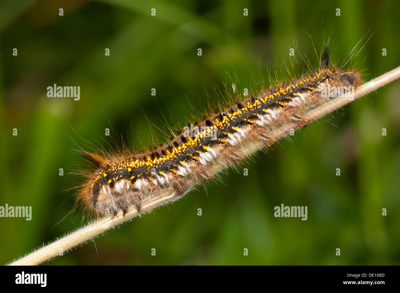 Caterpillar of The Drinker moth (Euthrix potatoria), Mönchbruch Nature Reserve, Mörfelden, Hesse, Germany Stock Photo