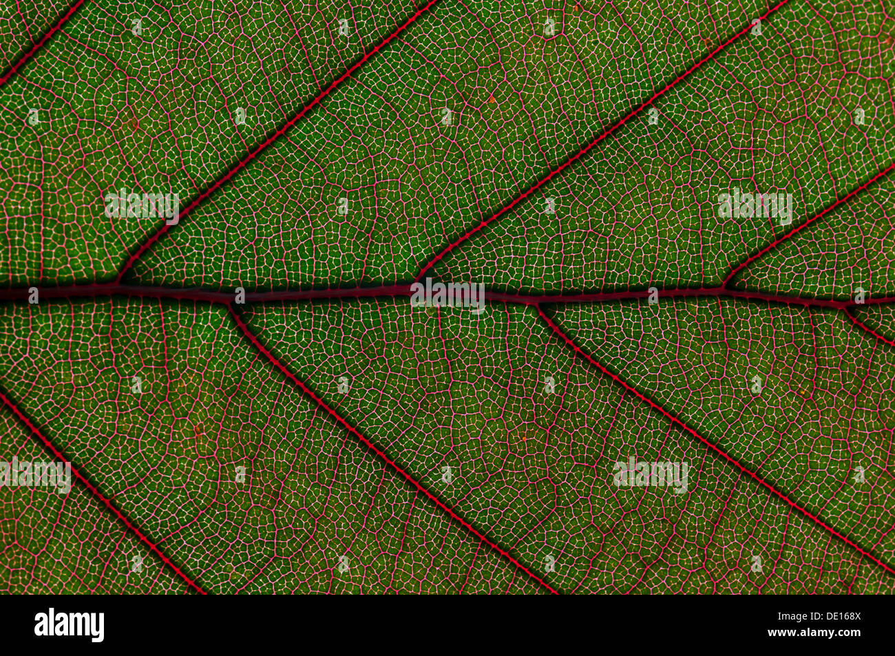 Leaf structure of the Copper Beech (Fagus sylvatica f. purpurea