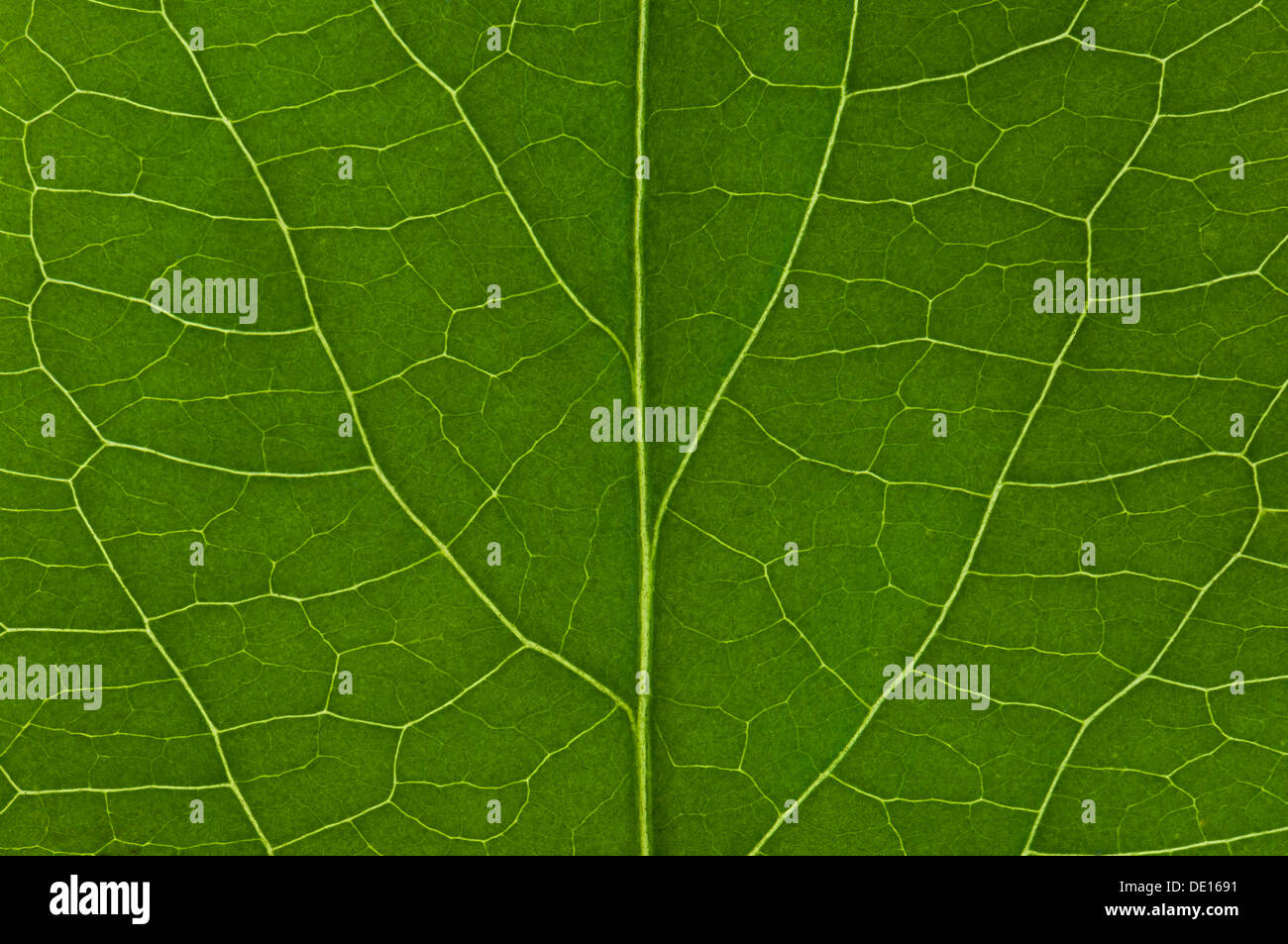 Leaf structure of the Black Elderberry (Sambucus nigra), detail, Germany Stock Photo