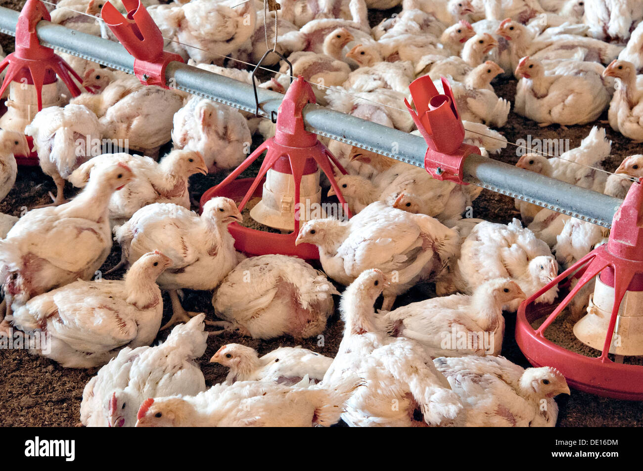 Broiler chickens on the brooding area of a commercial poultry farm August  22, 2013 in Luling, Texas Stock Photo - Alamy