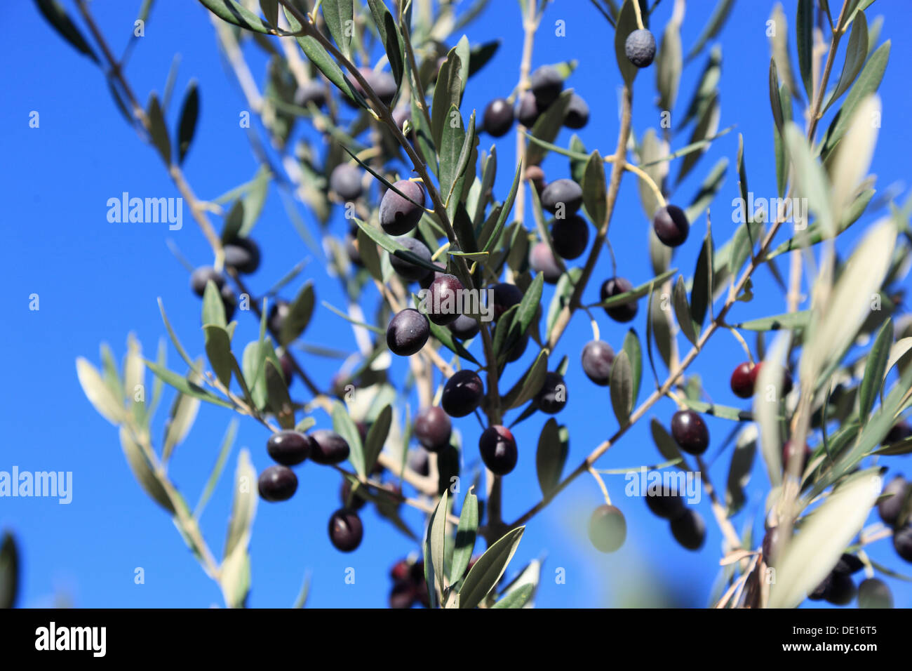 Olive branches with olives, stone fruit, ripe fruits Stock Photo