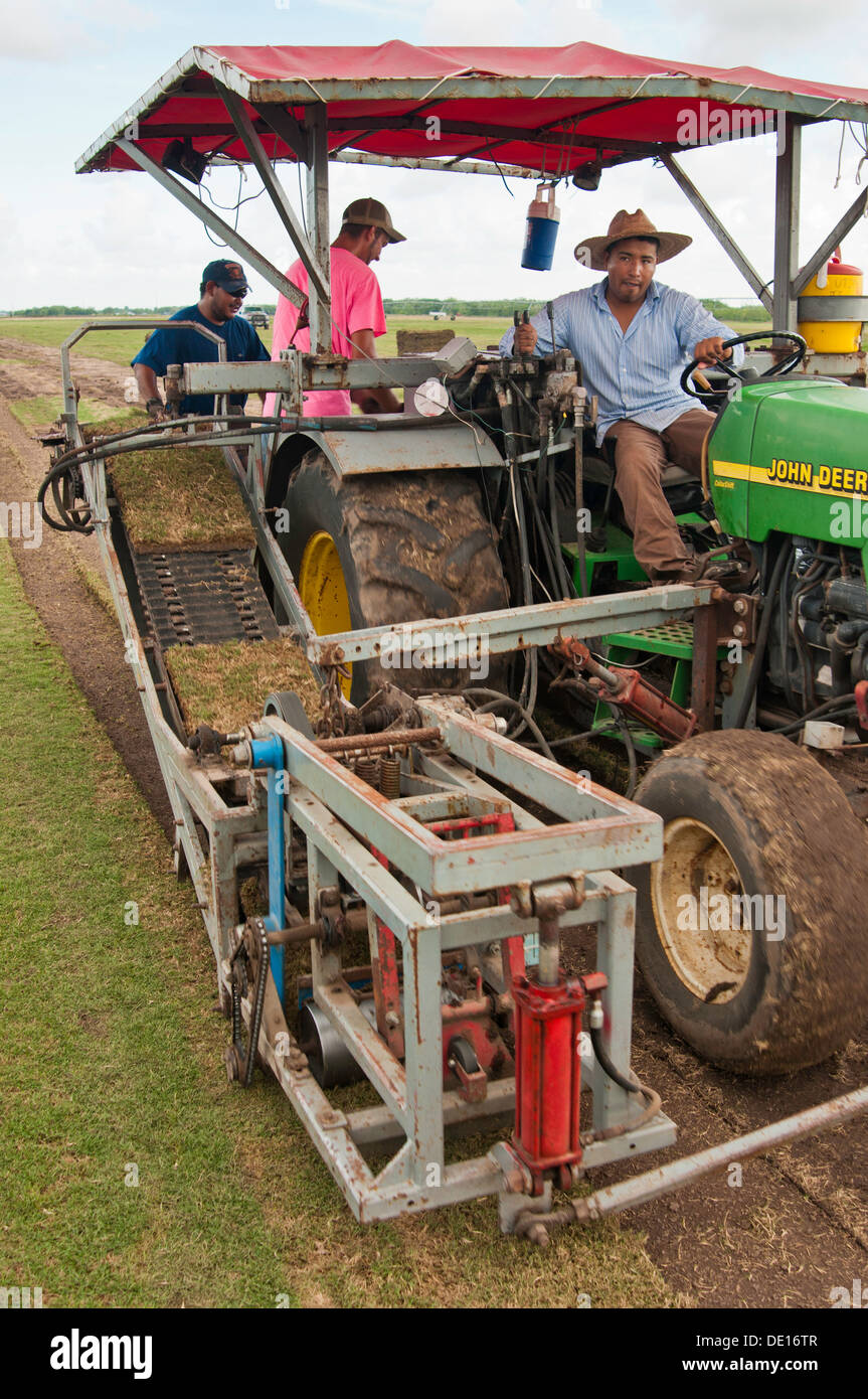 Harvesting sod at the Quality Turf Farms August 20, 2013 in Guy, Texas. Stock Photo