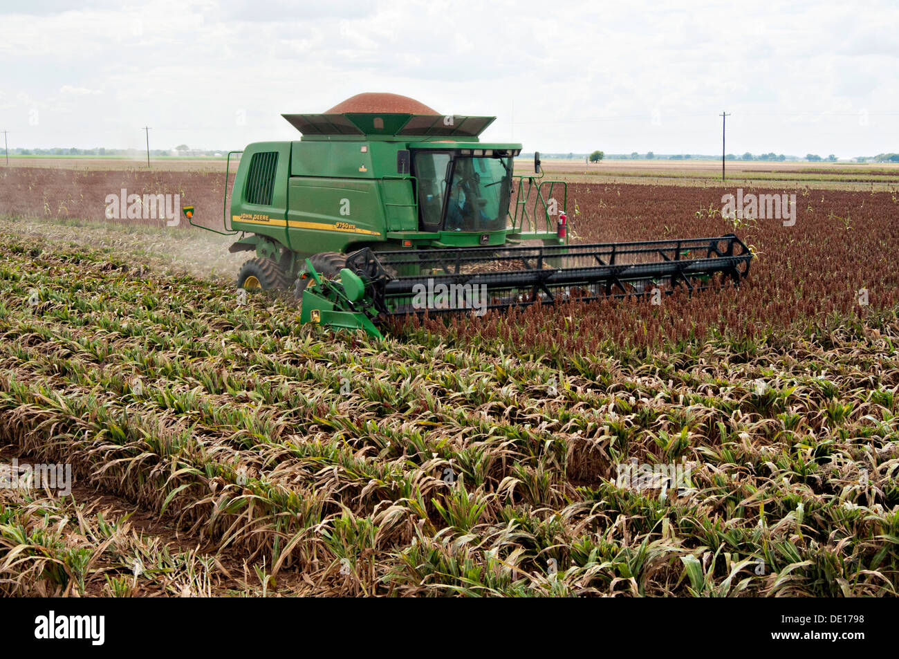Grain sorghum production at Wilder Farms August 20, 2013 in Navasota ...