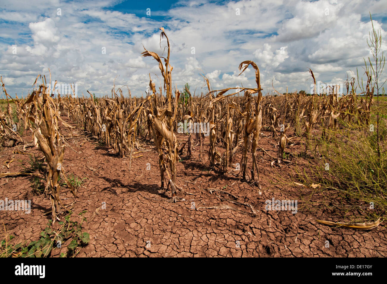 Drought devastated corn crops August 20, 2013 in Navasota, Texas. Stock Photo