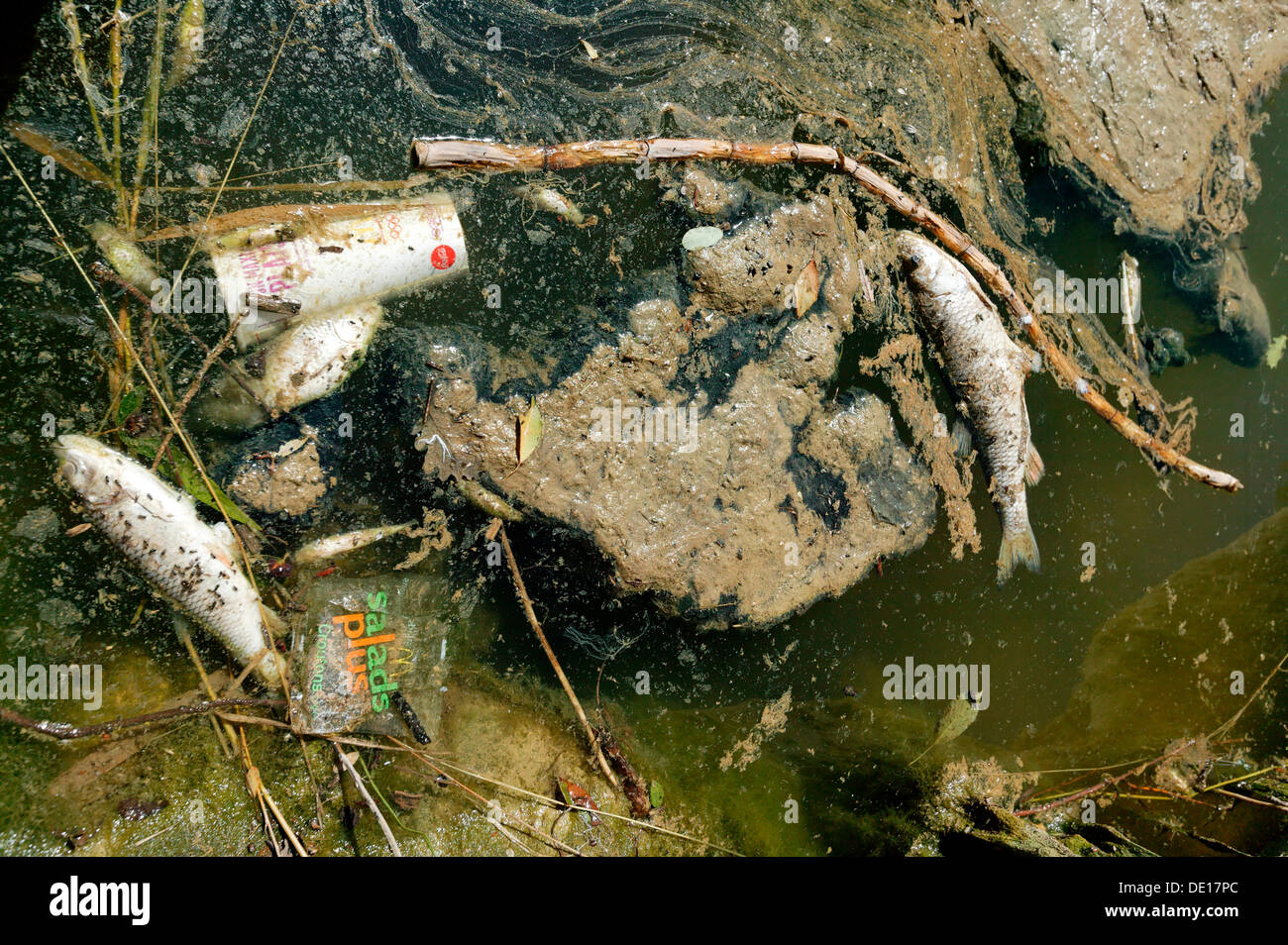 Pollution, waste and dead fishes, Luberon, Provence, France, Europe Stock Photo