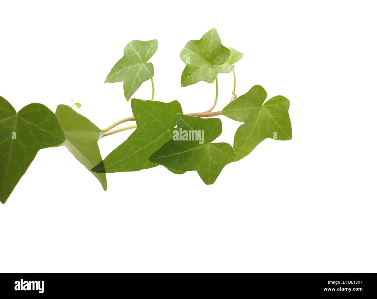 green ivy on a white background Stock Photo - Alamy