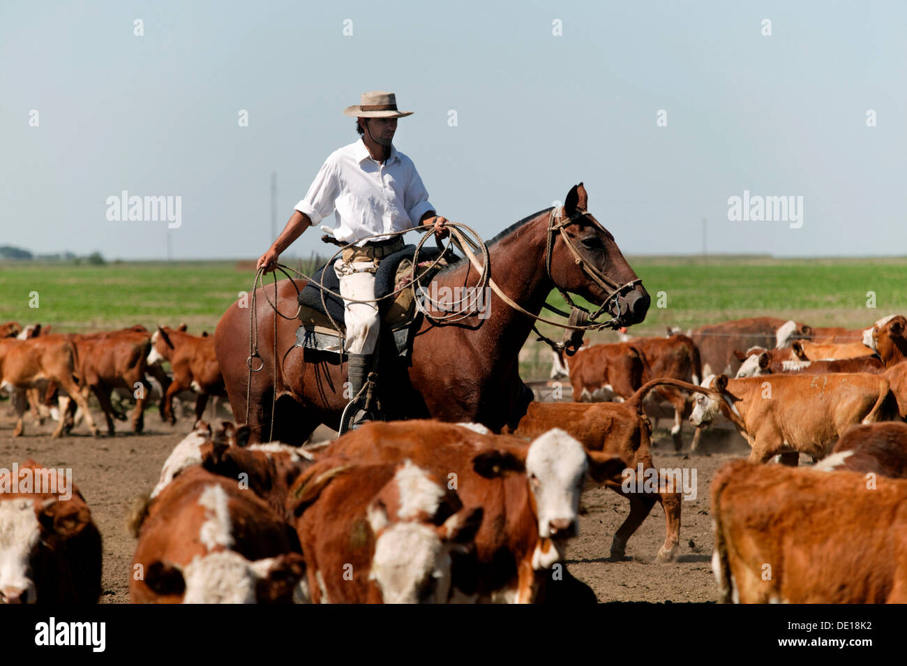 Argentina's Gaucho, Cattle Herding at an Estancia