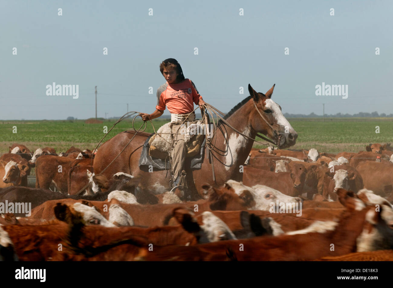 Gaucho on horseback, driving cattle, Estancia San Isidro del Llano towards Carmen Casares, Buenos Aires province, Argentina Stock Photo