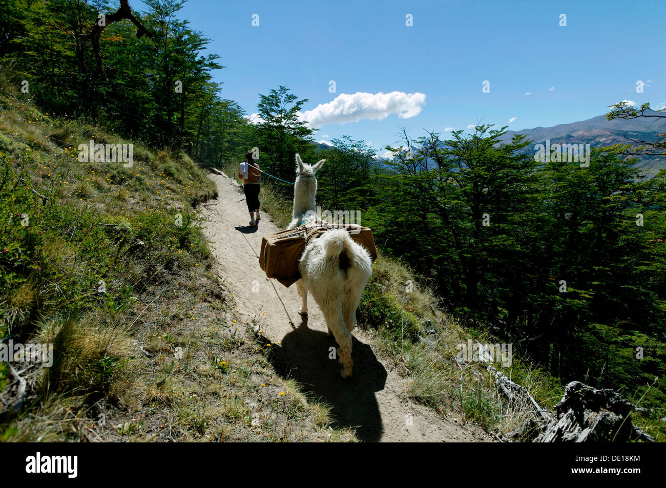 Ascending Monte Fitz Roy with a llama, near El Chalten, Cordillera, Los Glaciares National Park, UNESCO World Heritage Site Stock Photo