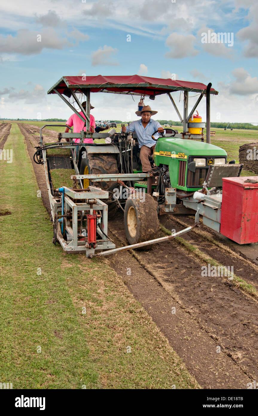Harvesting sod at the Quality Turf Farms August 20, 2013 in Guy, Texas. Stock Photo