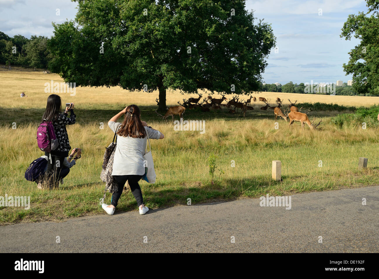 Tourists taking pictures of deer grazing in richmond Park, London, UK Stock Photo