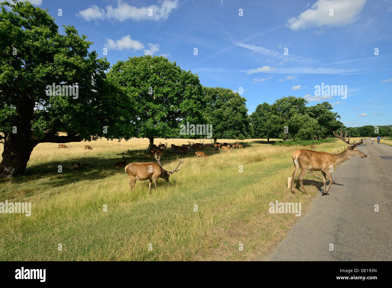 Deer in the Richmond Park, London Stock Photo - Alamy