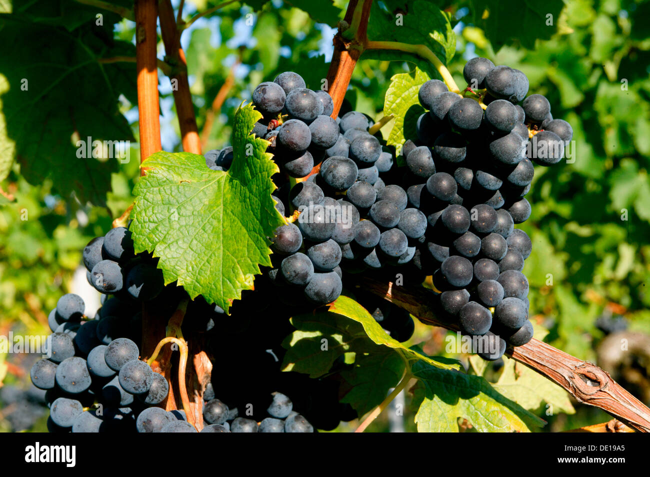 Grapevine, AOC Montagne Saint Emilion, Bordeaux vineyard, Aquitaine, France, Europe Stock Photo