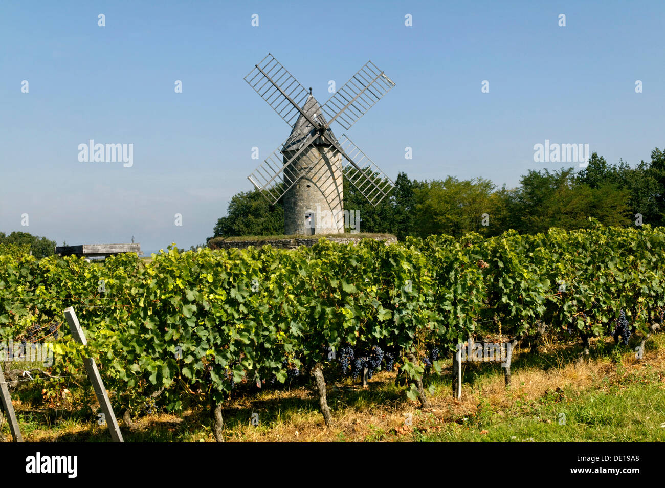 Windmill, Chateau Calon, AOC Montagne Saint Emilion, Bordeaux vineyard, Aquitaine, France, Europe Stock Photo