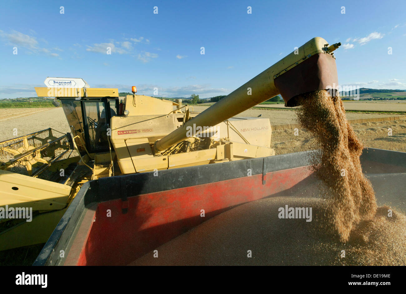 Combine harvester emptying grain into a farm truck, Moissat, Limagne plain, Puy de Dome, Auvergne, France, Europe Stock Photo