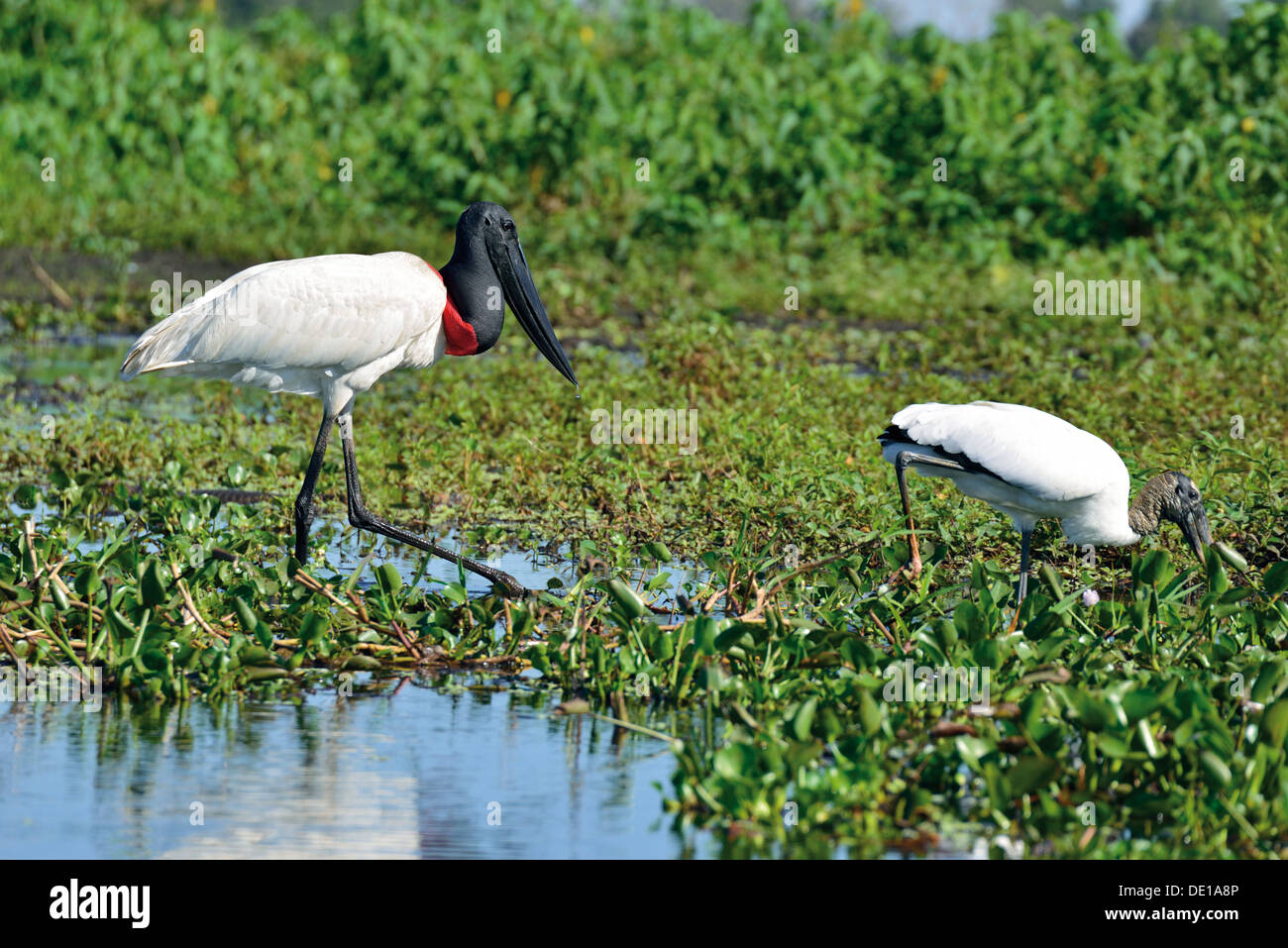 Brazil, Pantanal: Jabiru stork  (Jabiru mycteria) and common stork (Mycteria americana) looking for food Stock Photo