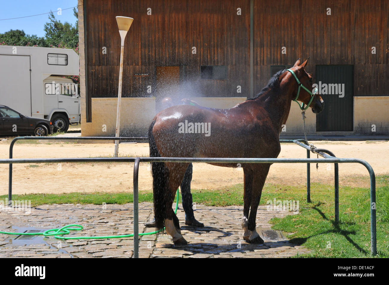 Horse being watered down after performing Stock Photo Alamy