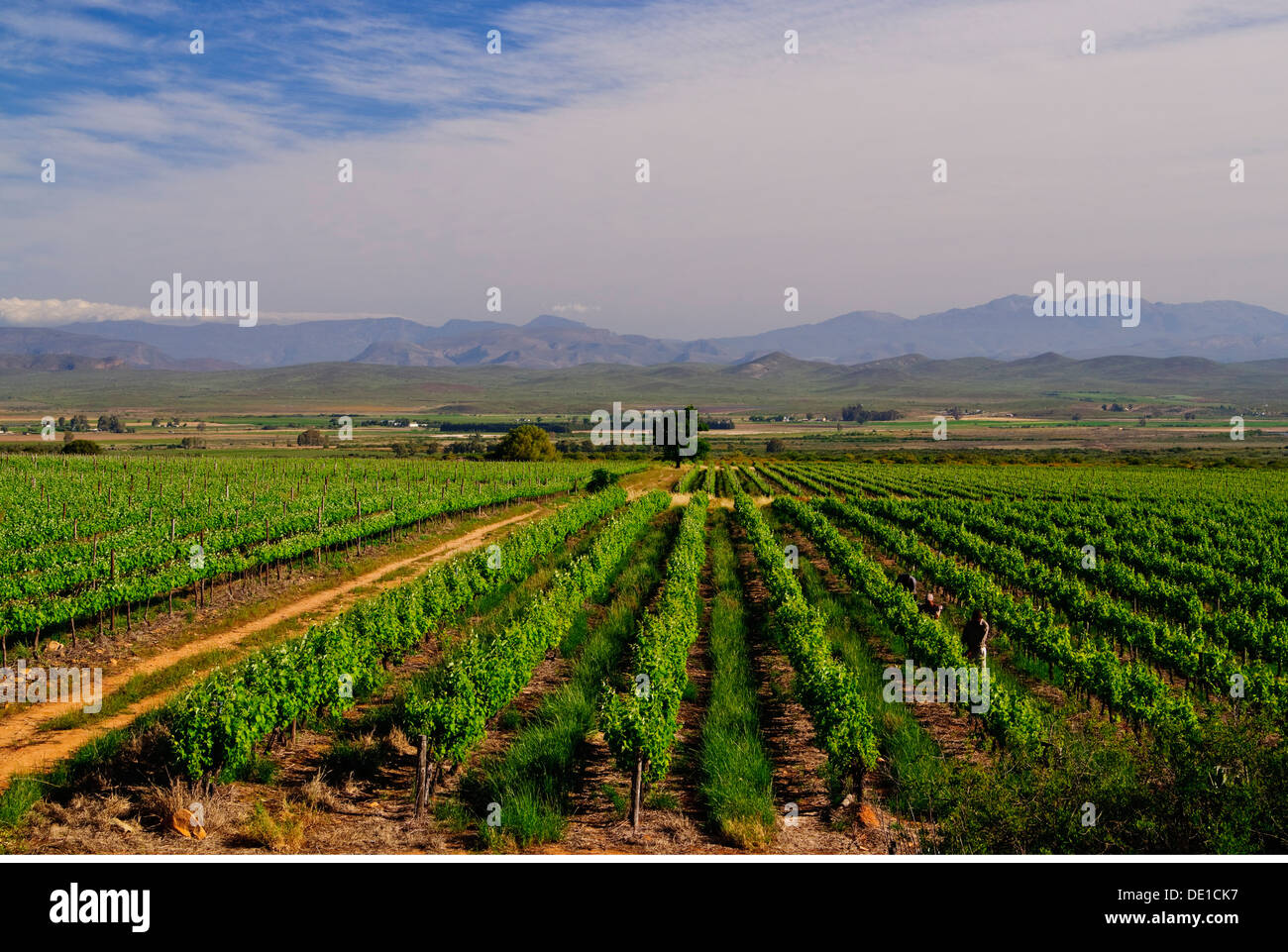 geography / travel South Africa Weinberge & Arbeiter Overhex grape gathering agriculture farming winegrowing wine-growing Stock Photo