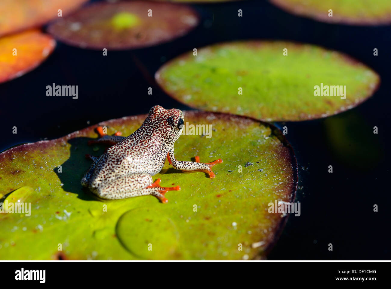 zoology / animals, amphibian, sedge frog (Hyperoliidae), PomPom, African Reed frog (Hyperolius marmoratus), Okavango delta, Botswana, Southern Africa, Additional-Rights-Clearance-Info-Not-Available Stock Photo
