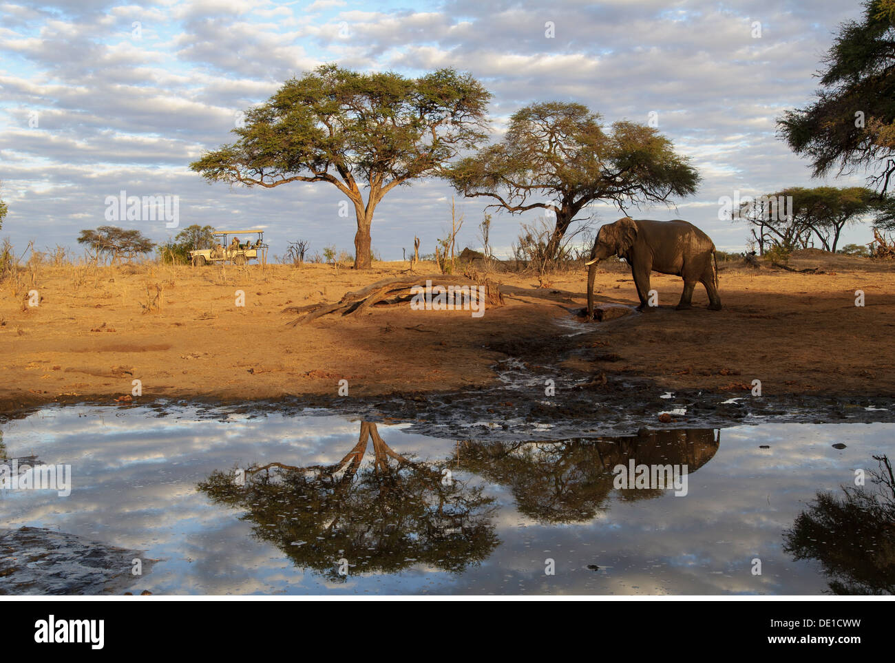 zoology / animals, mammal / mammalian, Elephantidae, African Bush Elephant (Loxodonta africana), Hwange National Park, Zimbabwe, distribution: Africa, Additional-Rights-Clearance-Info-Not-Available Stock Photo