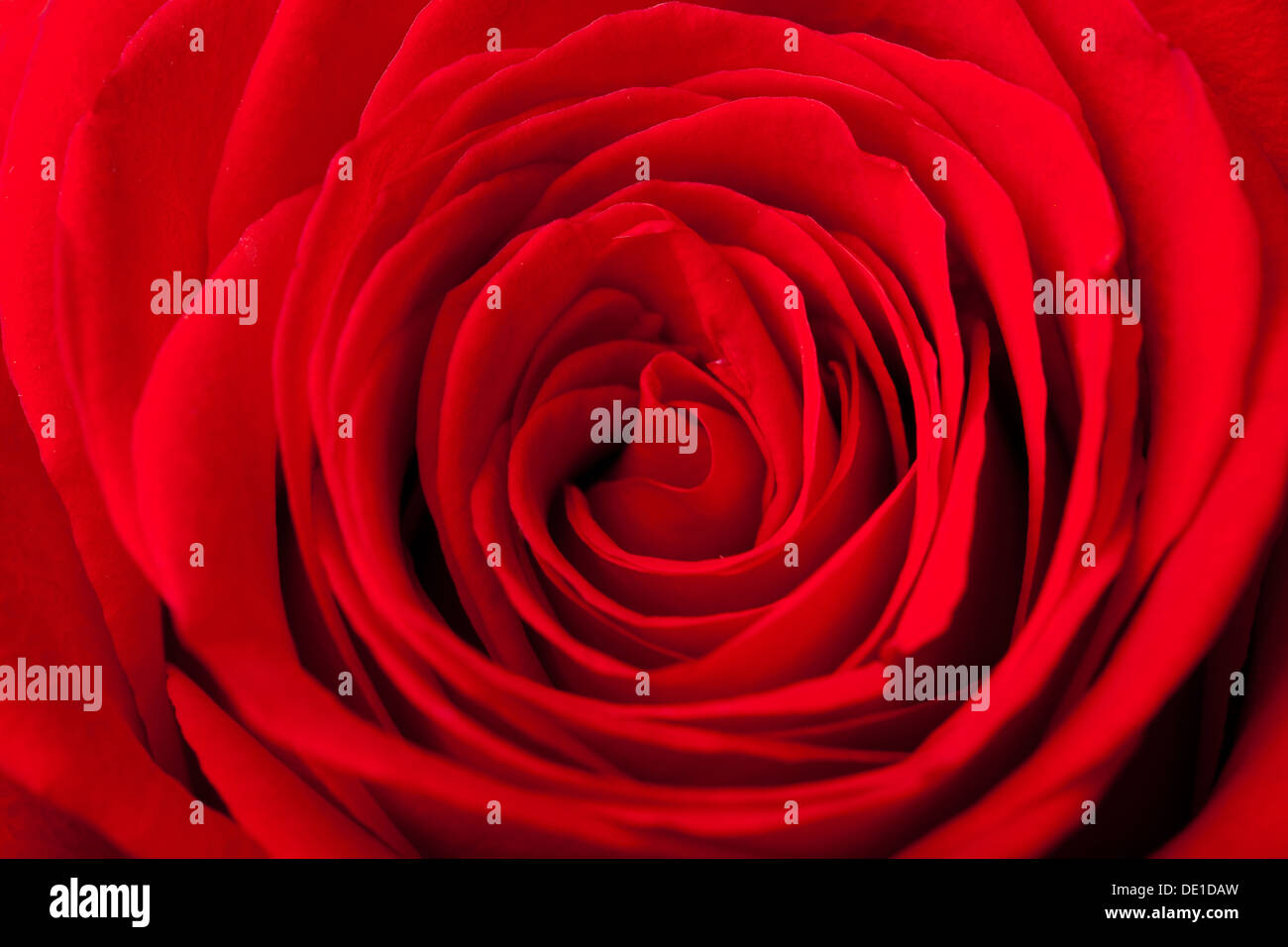 beautiful red rose background Stock Photo