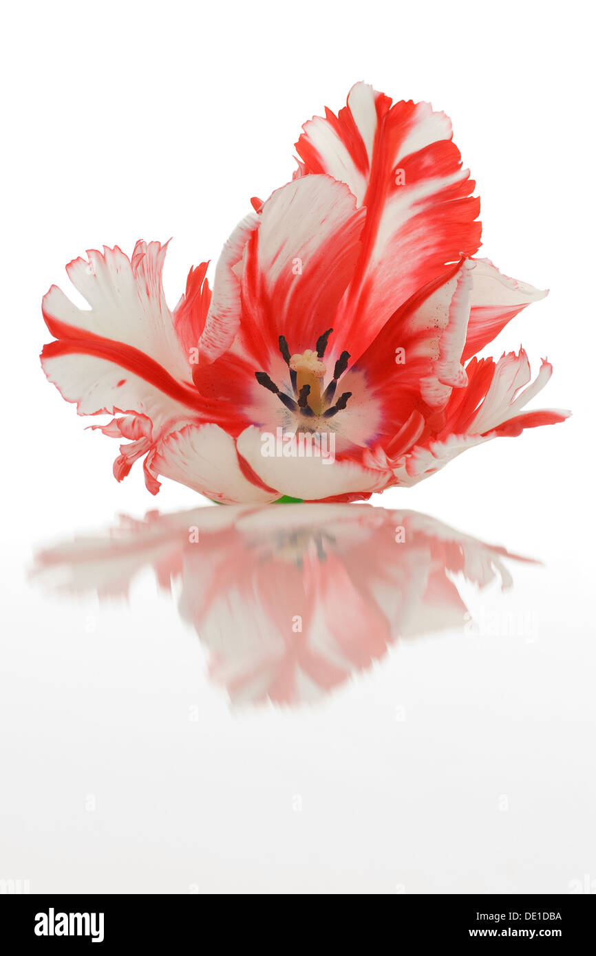 Varicolored tulip flower with reflection Stock Photo