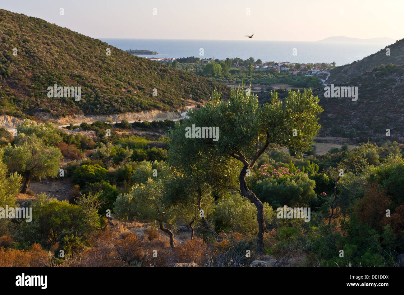 Mountain roads, olive trees, seagulls and islands in Macedonia, Greece Stock Photo